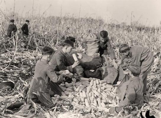 Boy Scouts Husking Corn. It was taken in 1917