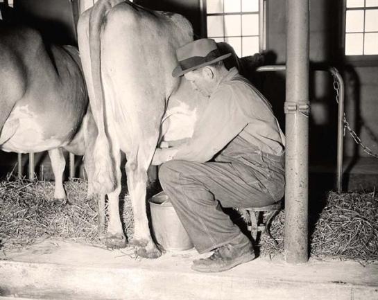 Man Milking a Cow. It was made 1938