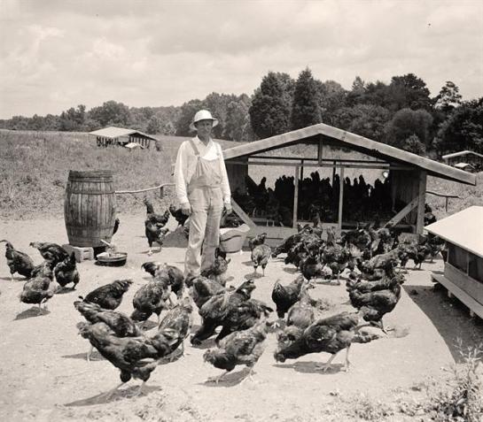 Man Raising Chickens. It was created in 1938