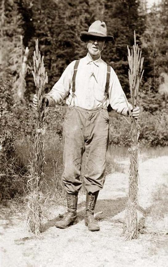 Mr. Johnson holding stalks of timothy. It was taken in 1916