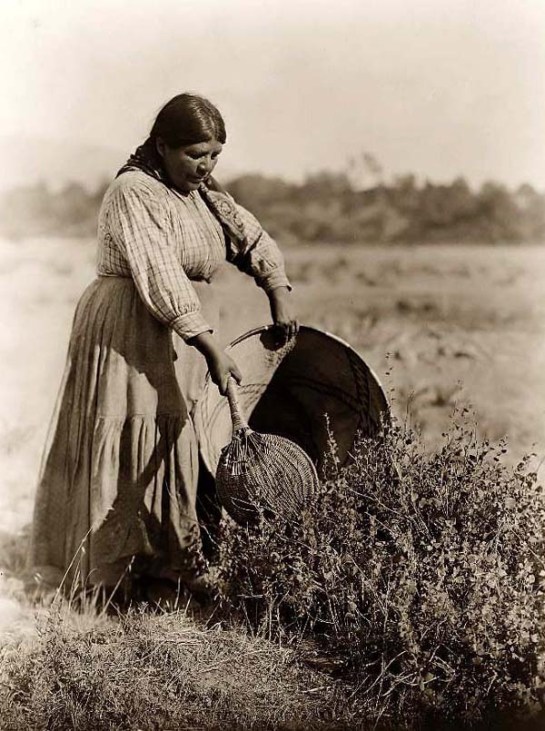 Pomo Indian Woman Gathering Seeds. It was created in 1924