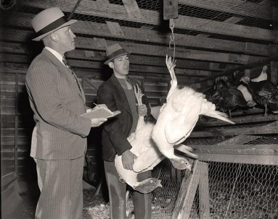 Weighing Turkey at Dept. of Agric. Exp. Farm, Beltsville. It was taken 1937 or 1938