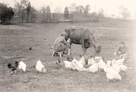 Woman Milking Cow. Another woman is feeding chickens. It was made in 1919