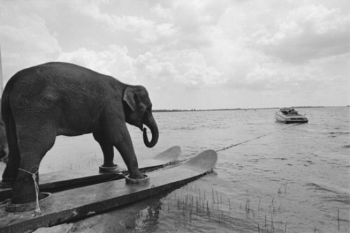 above-water-animal-animal-antics-animals-on-skis-athletic-elephant-beach-Favim.com-38857