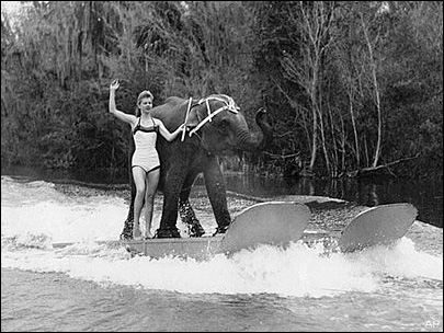 Queenie the water skiing elephant