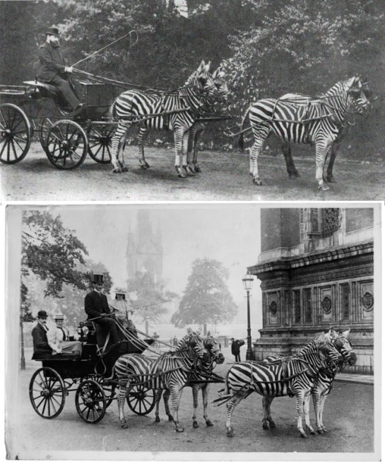 zebra-ride3